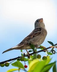 sparrow on branch