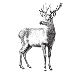 Deer sketch hand drawn engraving style Vector illustration.