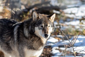 Obraz premium gray wolf canis lupus