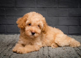 A cute and very fluffy dog lies on a plaid against a gray brick wall