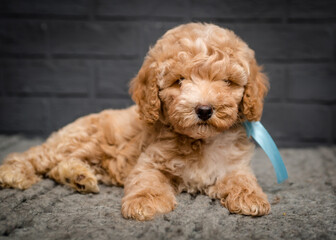 A cute and very fluffy dog with a ribbon around its neck lies on a plaid against a gray brick wall