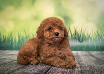  Beautiful dog with wavy wool is posing for a photo