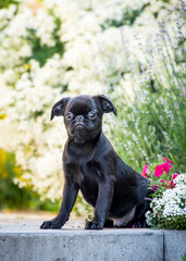 Black funny dog poses for a photo on a background of flowers