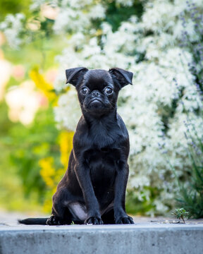 Black funny dog poses for a photo on a background of flowers
