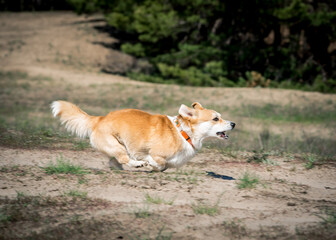 Funny dog is frolicking in a clearing somewhere in the forest