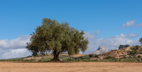 Beautiful lonely olive tree with blue sky in the background