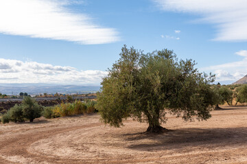 Beautiful lonely olive tree with blue sky in the background