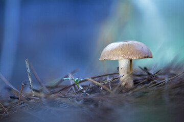 A mushroom over pine forest