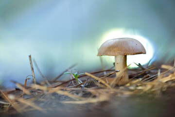 A mushroom over pine forest
