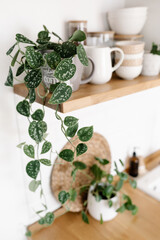 Kitchen shelves with plants, various white ceramic and glass jars. Open shelves in the kitchen. Kitchen interior ideas. Eco friendly kitchen, zero waste home concept