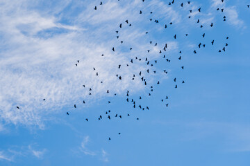 A beautiful blue autumn sky with white fluffy clouds creates a fabulous overview of the sky where many birds are flying that look like black dots