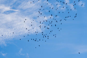 A beautiful blue autumn sky with white fluffy clouds creates a fabulous overview of the sky where many birds are flying that look like black dots