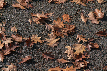 colors of autumn, in the parks the landscape changes the leaves that change color, the autumn season brings these magnificent colors.