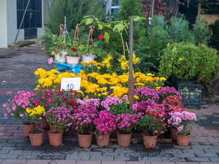 Selling flowers at the market. Various flowers in pots. Plants on the counter.