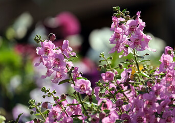 Beautifully blooming angelonia (Latin - Angelonia)