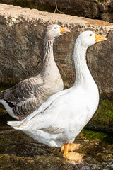 oiseau