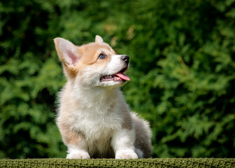 A beautiful fluffy dog with his tongue hanging out sits on a plaid against the backdrop of greenery