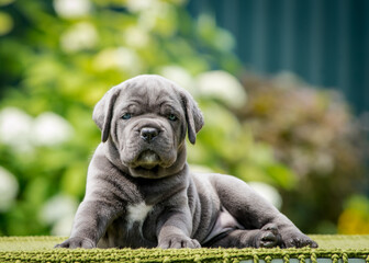 A gray puppy with blue eyes lies on a plaid against the background of greenery