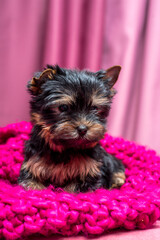A small shaggy puppy lies on a pink knitted plaid