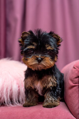 A small shaggy puppy sits on a sofa near a beautiful cushion