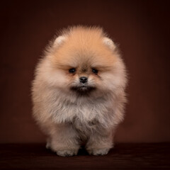 Cute and very fluffy puppy poses for a photo. The breed of the dog is the Pomeranian.