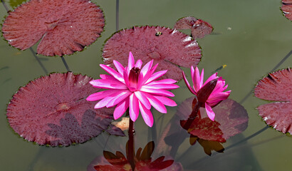 Red water lily and red lily pads in a pond.