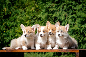 Four cute puppies are sitting on a bench against the backdrop of greenery