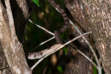 Cobra-cipó (Leptophis ahaetulla) | Parrot Snake