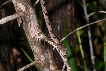 Cobra-cipó (Leptophis ahaetulla) | Parrot Snake
