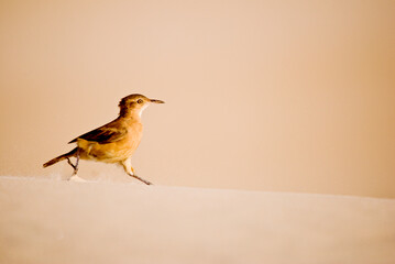 João-de-barro (Furnarius rufus) | Rufous Hornero