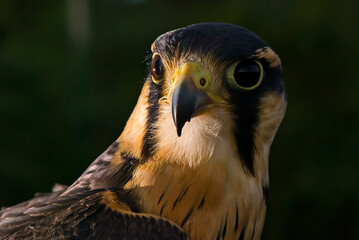 Falcão-peregrino (Falco peregrinus) | Peregrine falcon