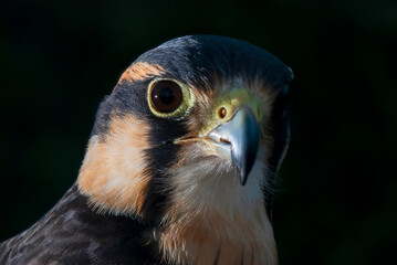 Falcão-peregrino (Falco peregrinus) | Peregrine falcon