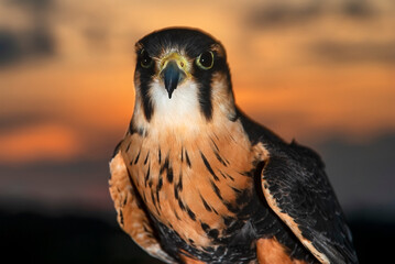 Falcão-peregrino (Falco peregrinus) | Peregrine falcon