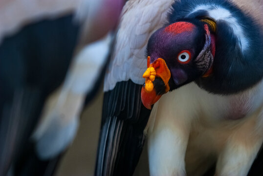 Urubu-rei (Sarcoramphus papa) | King Vulture