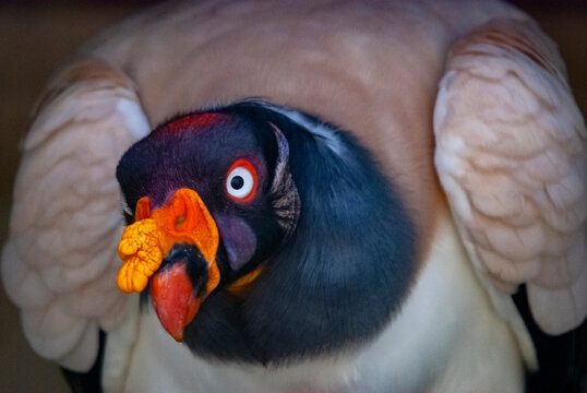 Urubu-rei (Sarcoramphus papa) | King Vulture