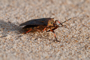 Percevejo (Reduviidae) | Assassin bug