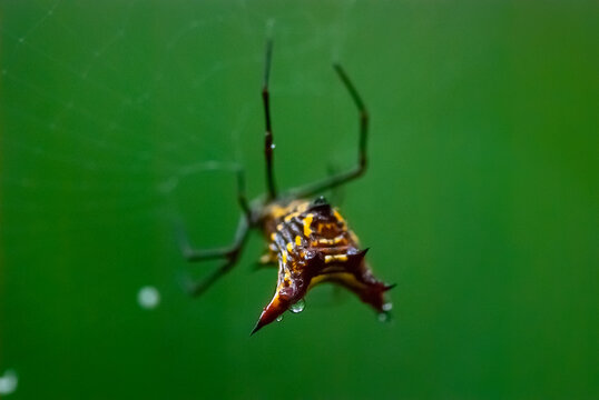 Aranha-dentada (Micrathena fissispina) | Spider