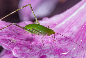 Esperança (Tettigoniidae) |  Green Bush-Cricket e Amarílis (Hippeastrum reticulatum) | Netted-veined amaryllis