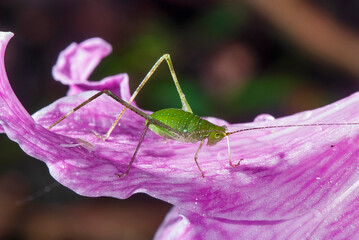 Esperança (Tettigoniidae) |  Green Bush-Cricket e Amarílis (Hippeastrum reticulatum) | Netted-veined amaryllis