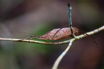 Esperança (Tettigoniidae) | Great Green Bush-Cricket