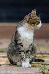 chat