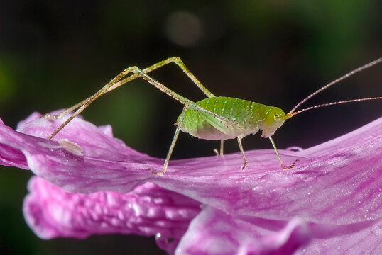 Esperan&ccedil;a (Tettigoniidae) |  Green Bush-Cricket e Amar&iacute;lis (Hippeastrum reticulatum) | Netted-veined amaryllis