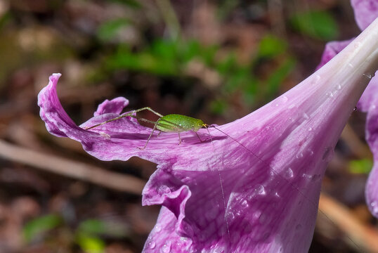 Esperan&ccedil;a (Tettigoniidae) |  Green Bush-Cricket e Amar&iacute;lis (Hippeastrum reticulatum) | Netted-veined amaryllis