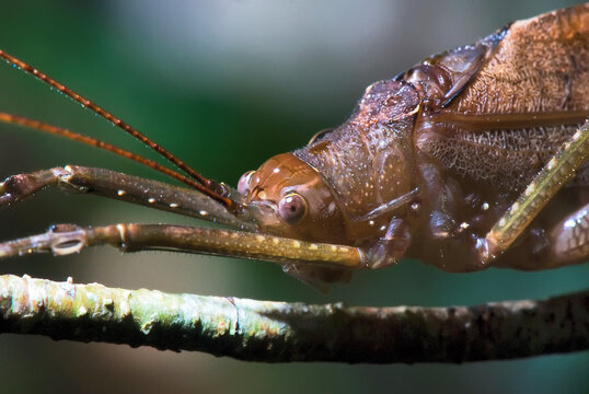 Esperan&ccedil;a (Tettigoniidae) | Great Green Bush-Cricket