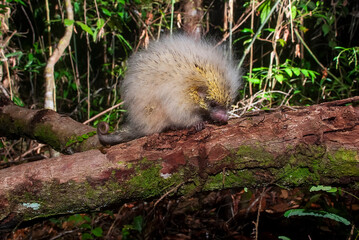Ouriço-cacheiro-amarelo (Coendou insidiosus) | Hedgehog-yellow