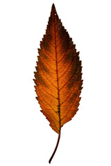 Very detailed closeup of the colorful autumn leaf. Saw-leaf zelkova tree. Extreme detail of the...
