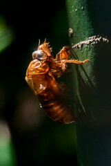 Exuvia de Cigarra (Cicadellidae) | Cicada