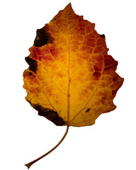 Very detailed closeup of the colorful autumn leaf.  Common aspen (Populus tremula) also called...