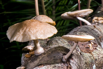 Cogumelo (Fungi) | Mushroom