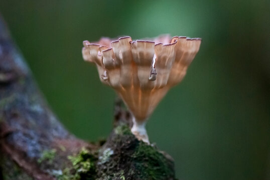 Cogumelo (Fungi) | Mushroom